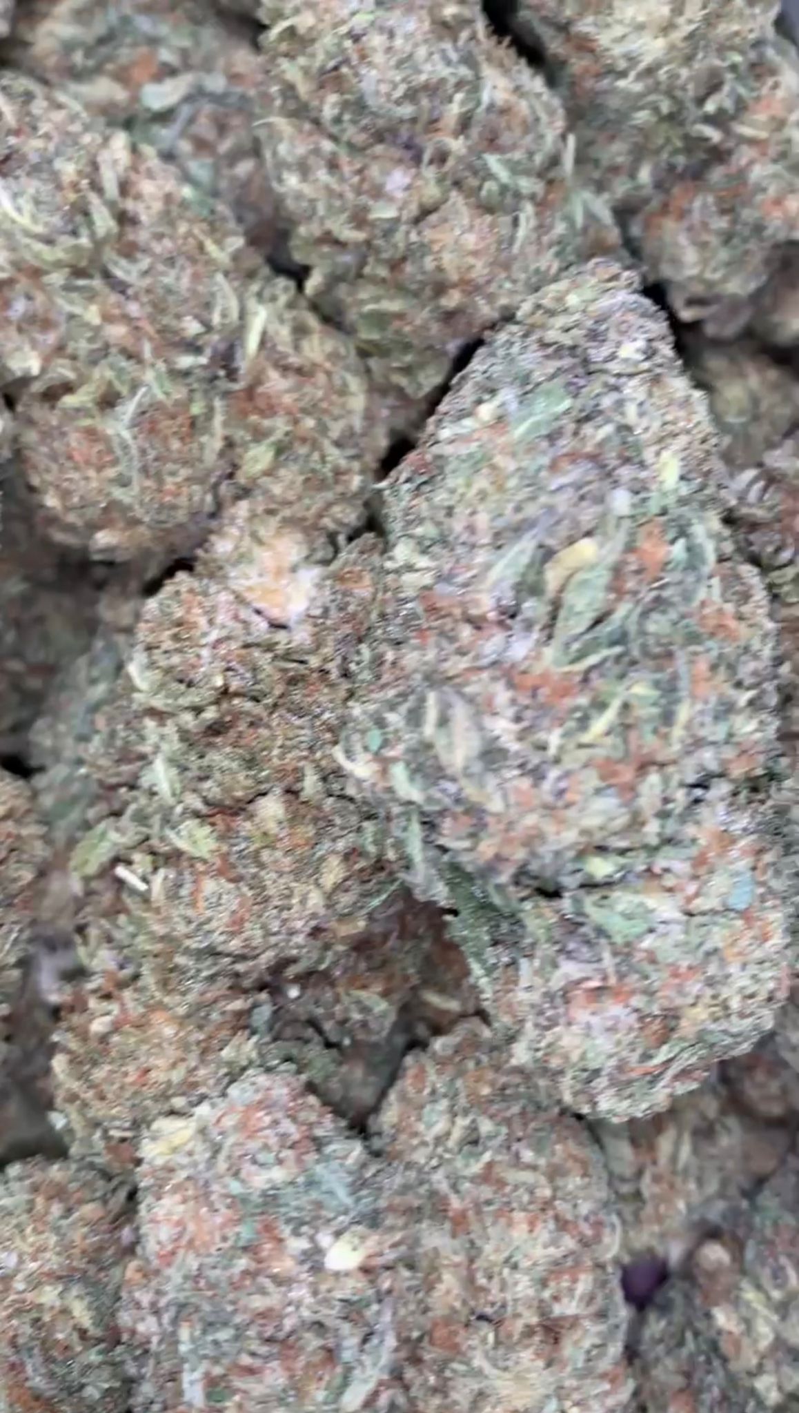 Modified Grapez | Zaa