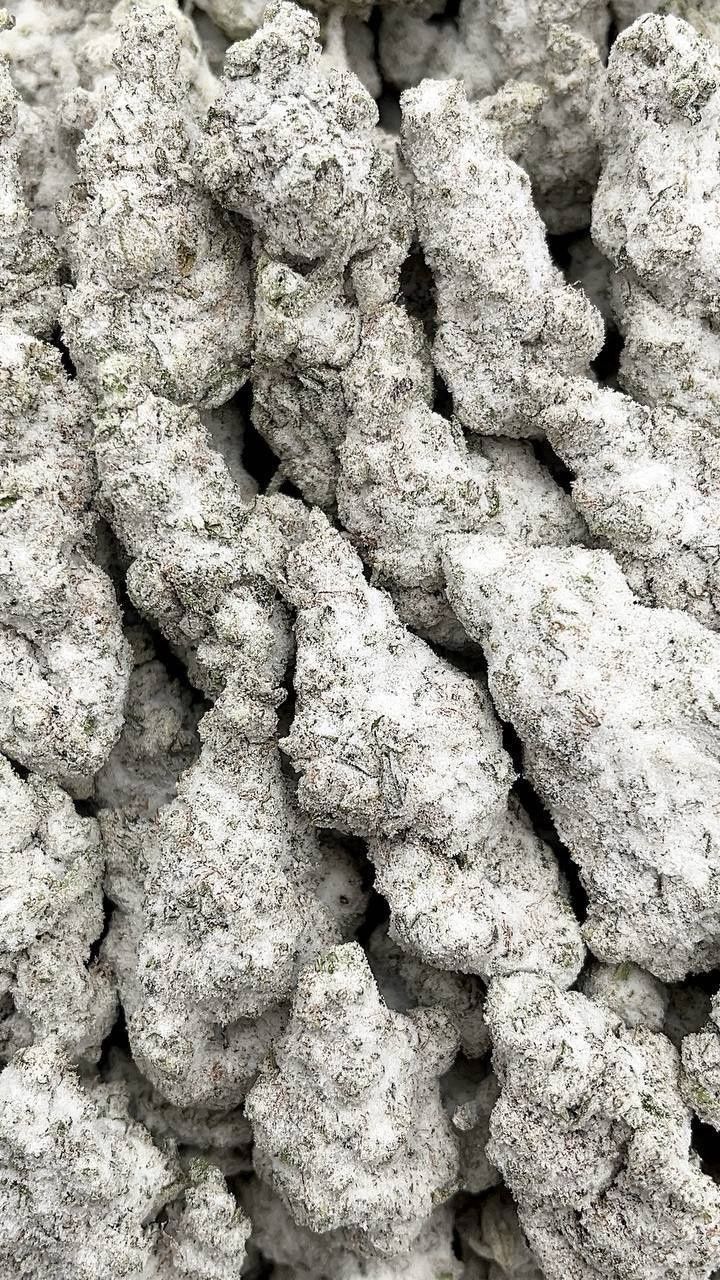 Snow Storm | Indoors