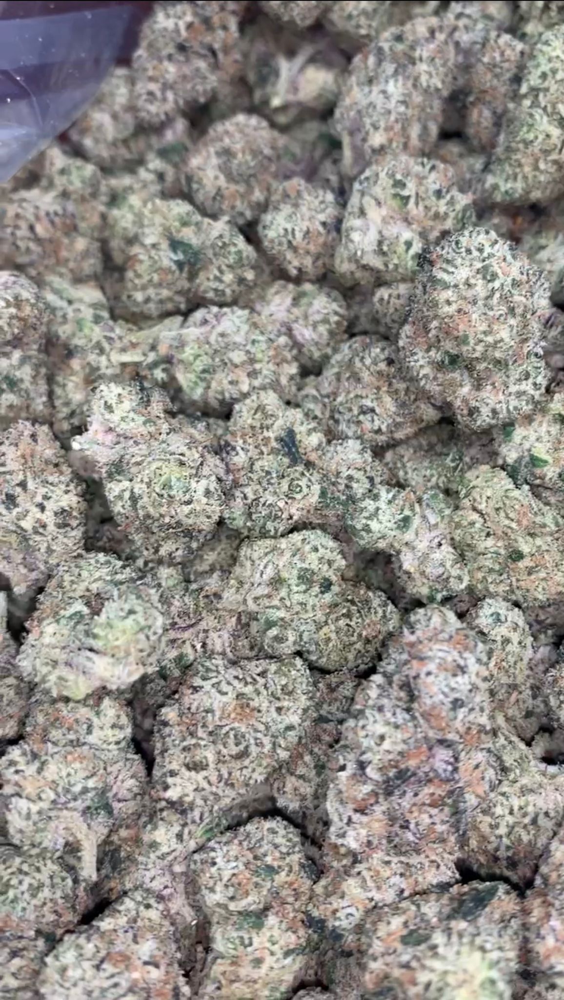 Sunset Sherbert | Exotics Indoors