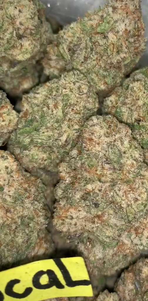 MAC | Exotics Indoors