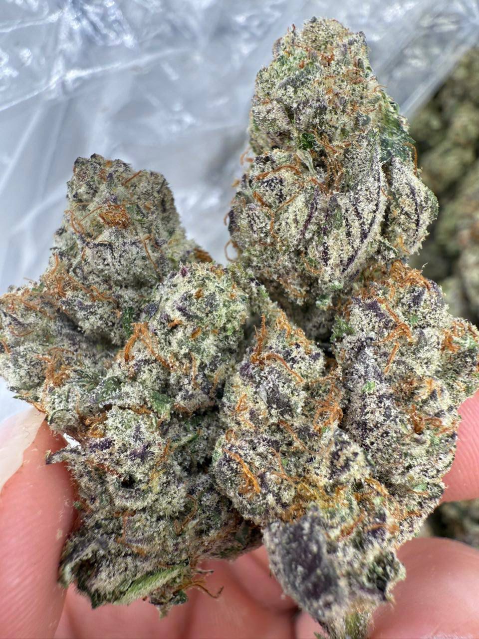 Last Spooky Box | Zaa