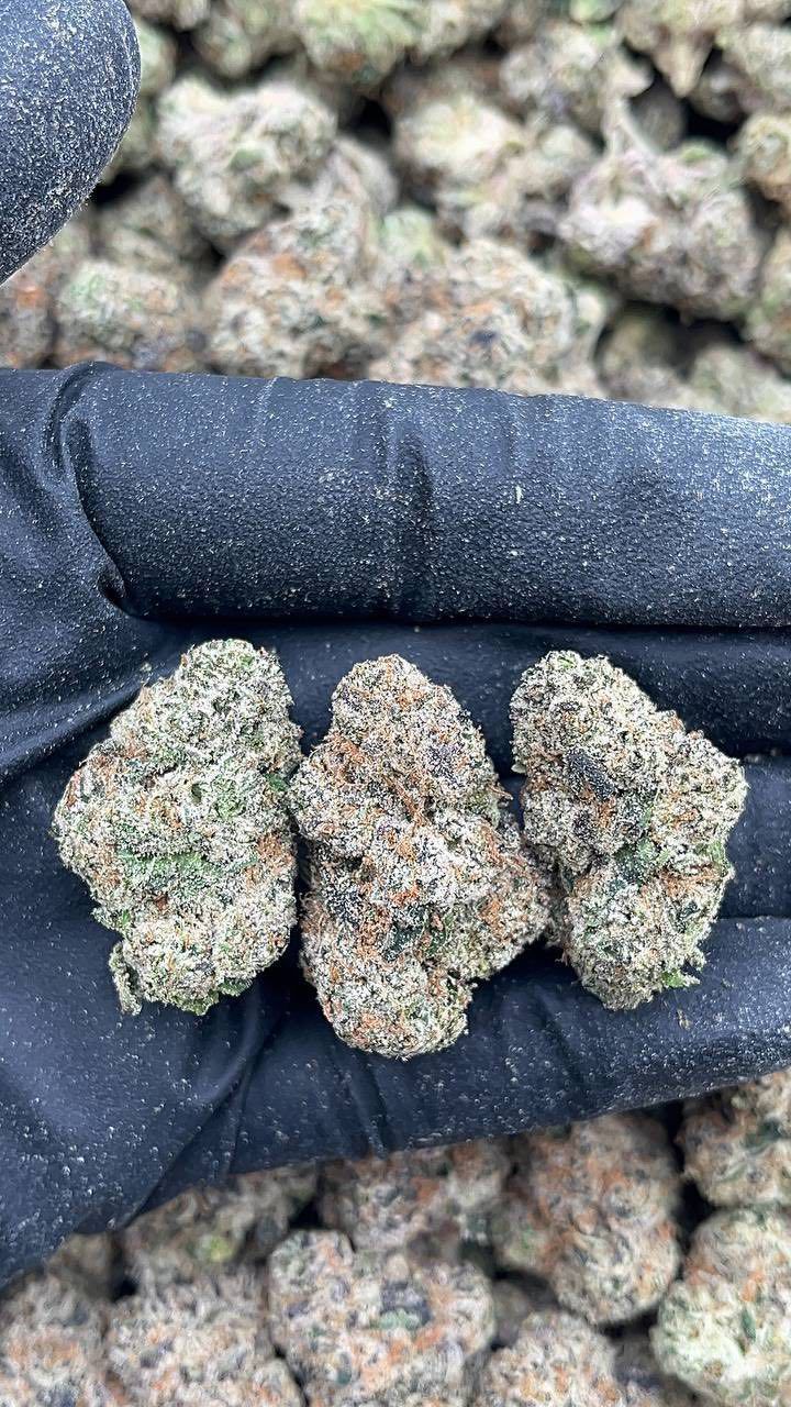 Silverback Gorilla | Exotics Indoors