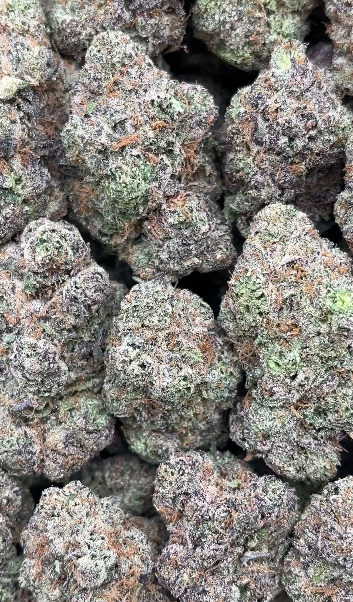 Purple Voodoo | Lows