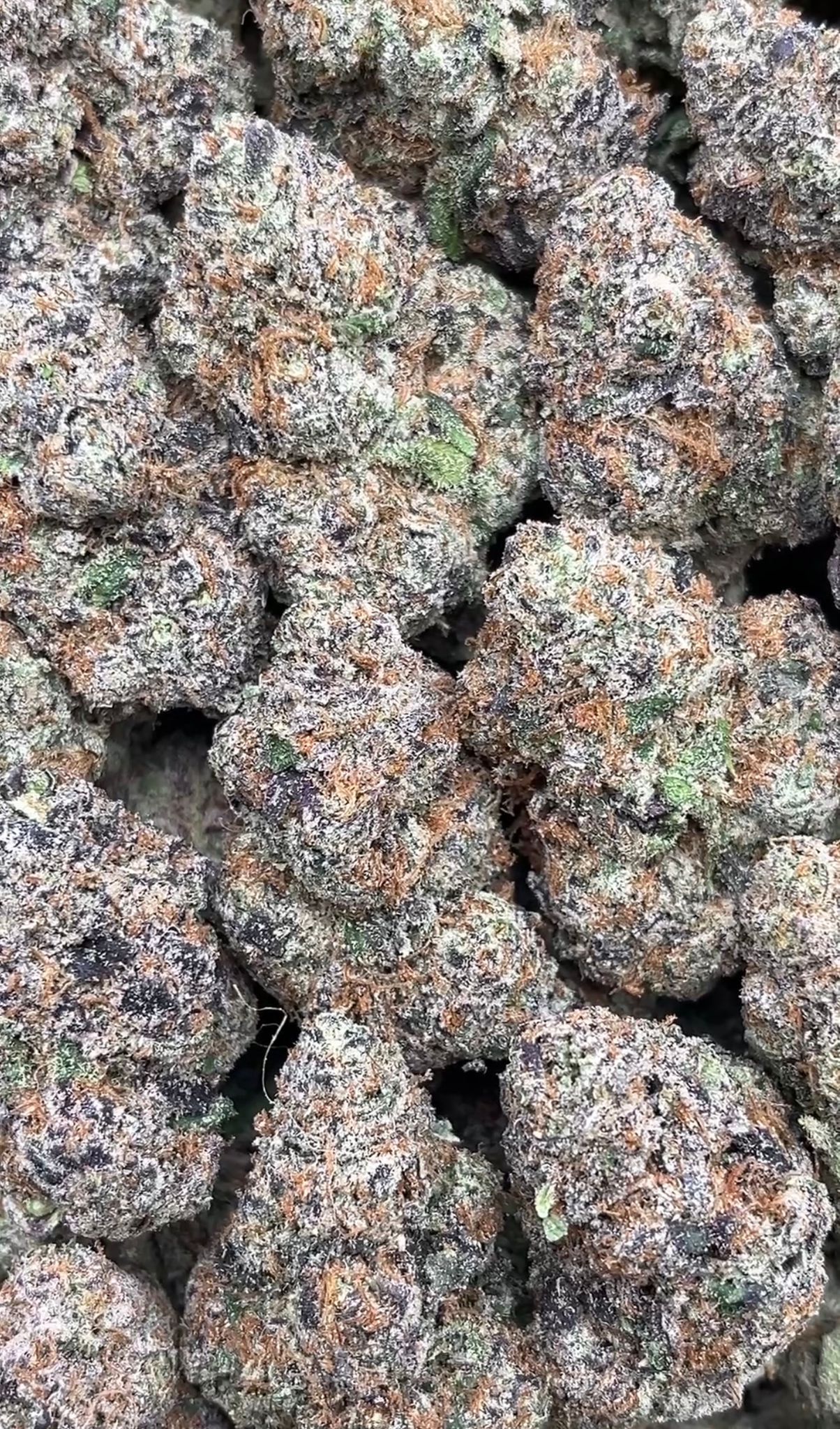 Sour Diesel | Indoors